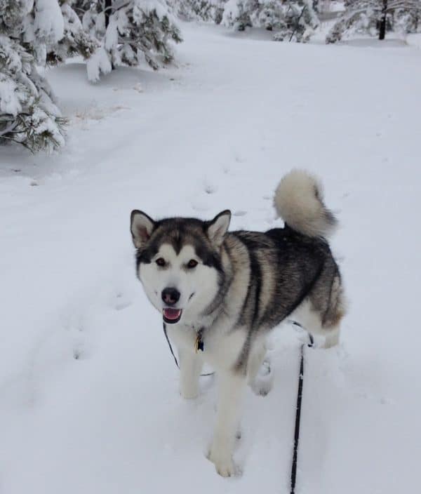 Alaskan Malamute courtesy Beth Dulea