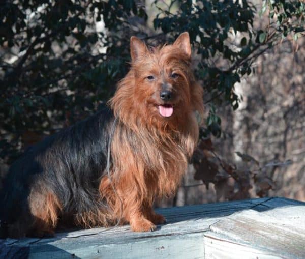 Australian Terrier courtesy Alexa Samarotto and Claudia Coleman