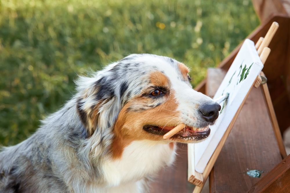 Australian Shepherd holding brush in mouth