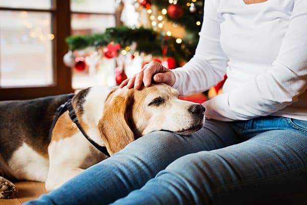 Beagle in woman's lap surrounded by holiday decor.