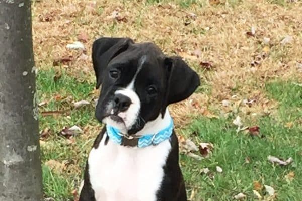 Boxer courtesy Robyn Ginther