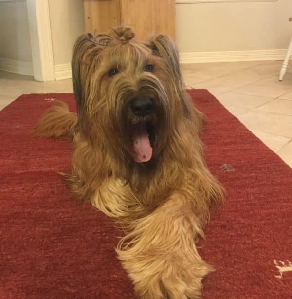 Briard courtesy Connie Nelin