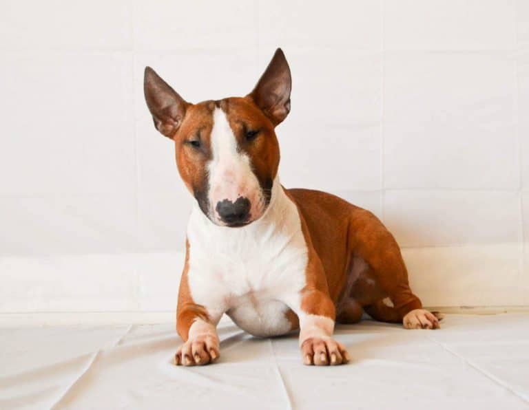 bull terrier trekking