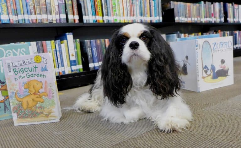 Need a Reading Buddy? These 5 Dog Breeds Are the Best
