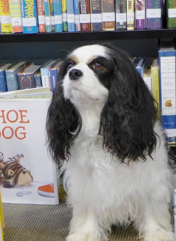 Cavalier King Charles Spaniel courtesy Al Weber