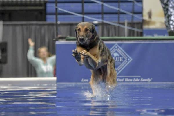 Rex becoming a two-time world champ. (Photo by Kim Nygard, courtesy DockDogs)