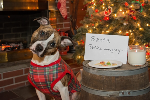 Dog with Christmas or holiday cookies. 