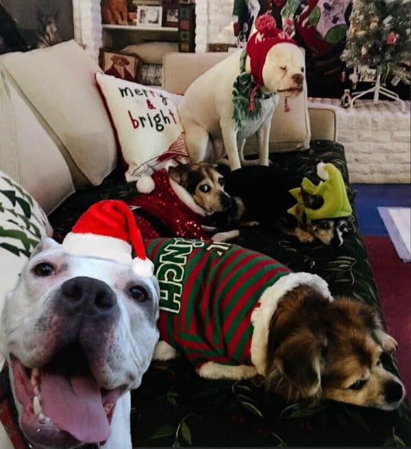 Bear and Bitsy pose with Christine's other dogs in this family photo. (Courtesy @pinkypittylove on Facebook)