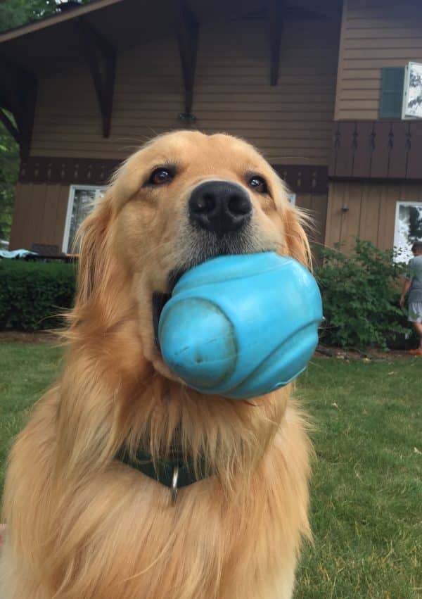 Golden Retriever courtesy Ann Lorenz