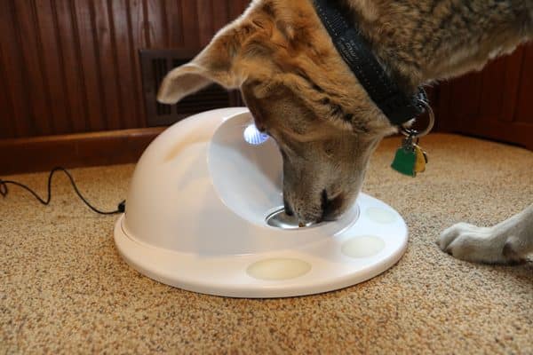 Jasper snacks on kibble dispensed from the CleverPet Hub.