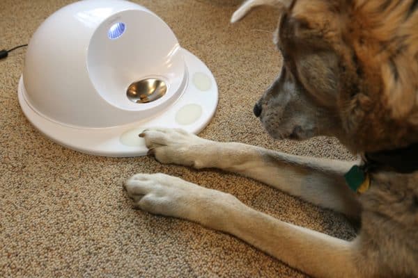 Jasper puts his paw on the light to open the tray.
