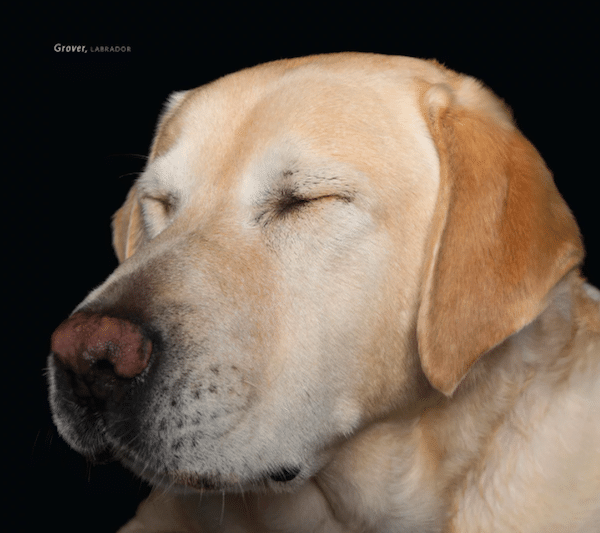 ZenDogs3