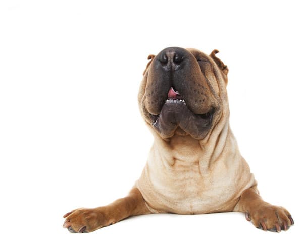ZenDogsSuzi