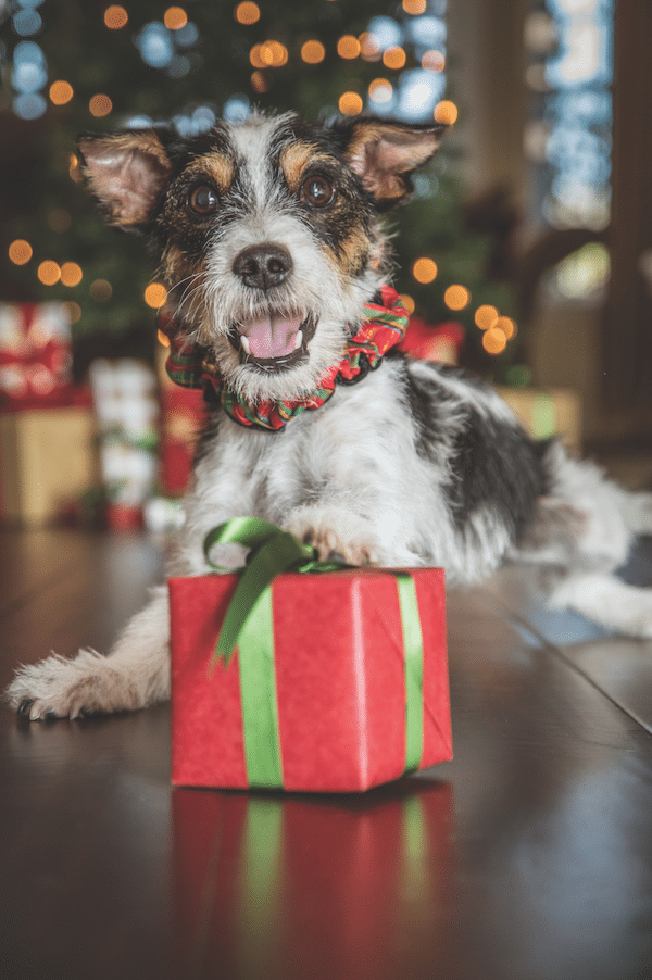 Holiday pup by Gina Cioli/Lumina Media.