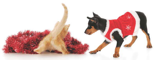 dog-cat