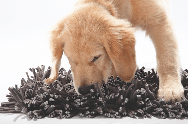 Start out with a simple food puzzle toy like the Wooly Snuffle Mat from Paw5. Hide kibble or treats in the mat, your dog will then sniff around to find the food, and you have instant success no matter if your dog is young, old, has arthritis, or is blind.
