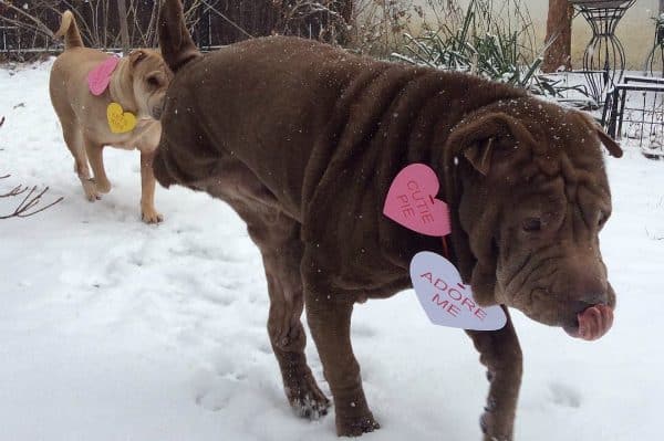 Lenny and the late Gretel celebrating Valentine's Day. (All photos courtesy @oakbark)