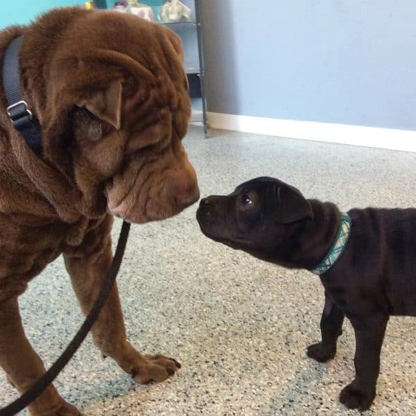 Lenny and little Hazel. (All photos courtesy @oakbark)