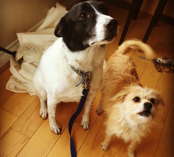 Max and Lucy getting into trouble together after knocking down a curtain rod (photo courtesy @detroitdesign)