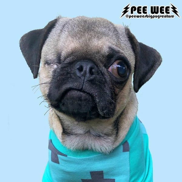 This handsome little Pug was likely born prematurely. (photo courtesy @peeweesbigpugventure)