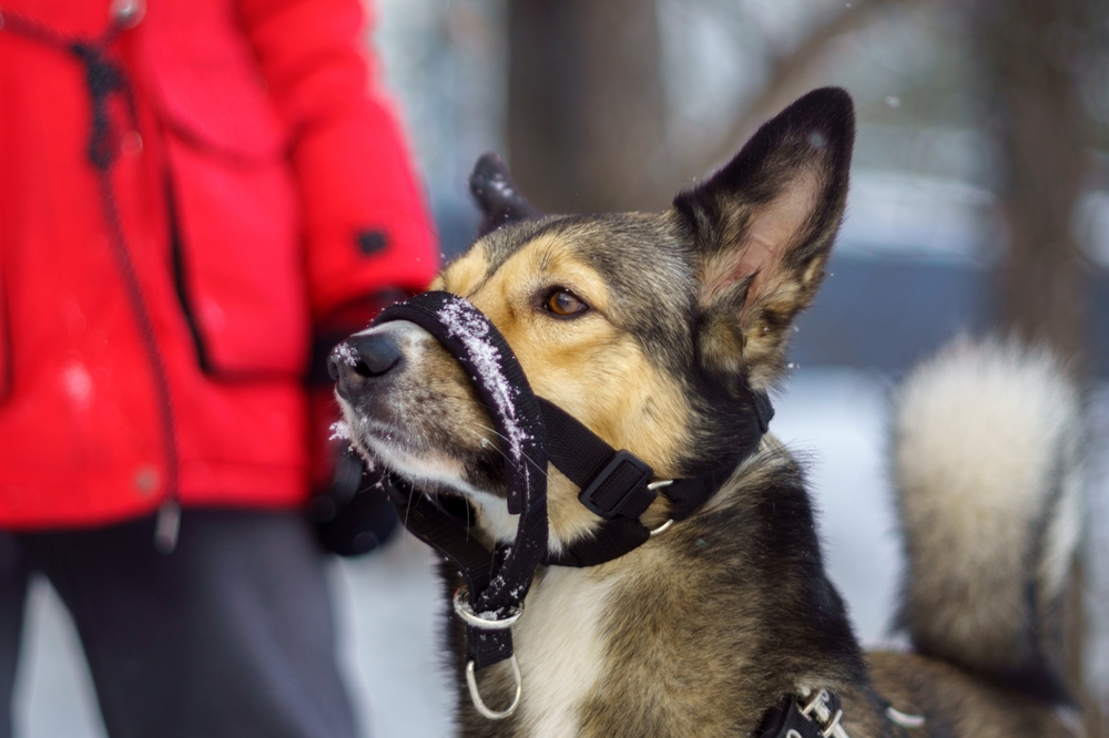 Husky dog with a halter collar