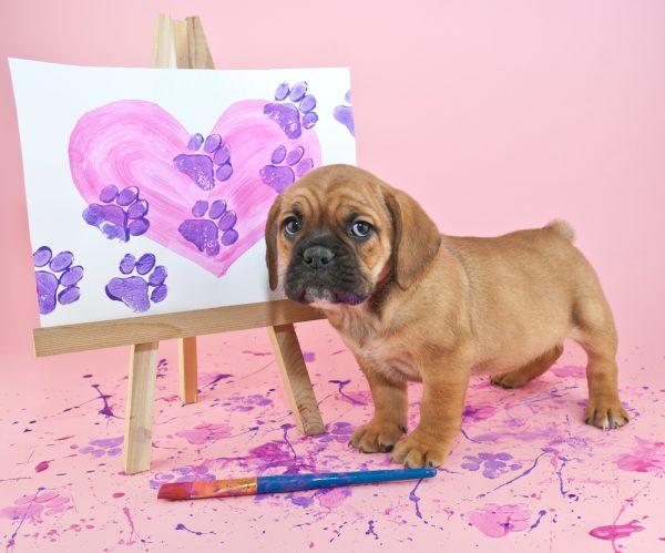 Cute puppy standing with a painting of a heart with paw prints going through it.