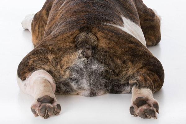 6 Natural Ways To Ease Your Dog S Anal Sac Distress