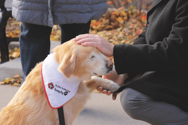 Smiley at work. (Photo courtesy Dorothy Puddester/Hooves and Paws Photography)