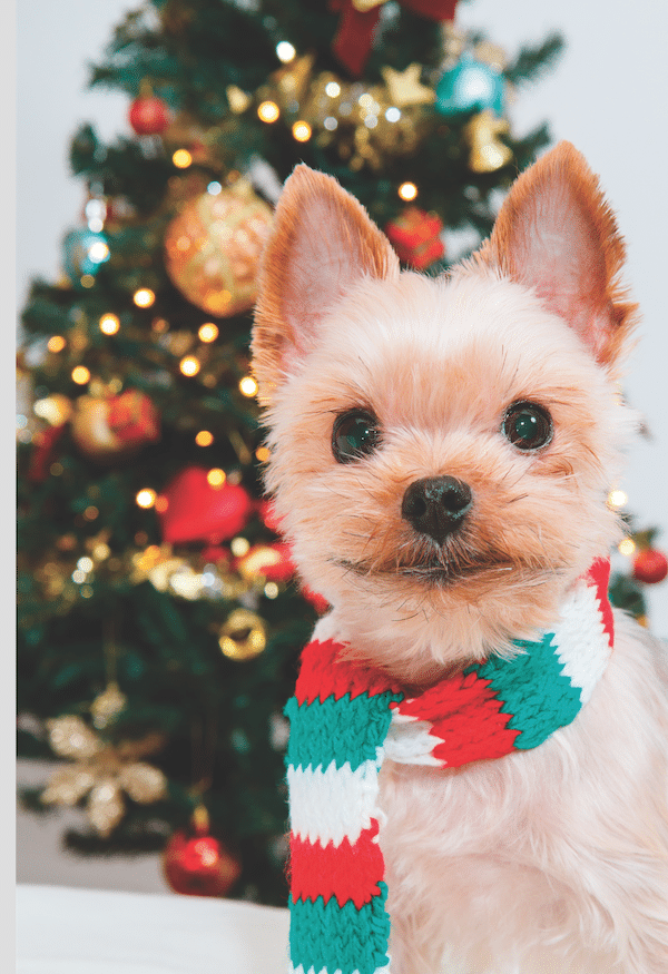Dog in front of Christmas tree by Shutterstock.