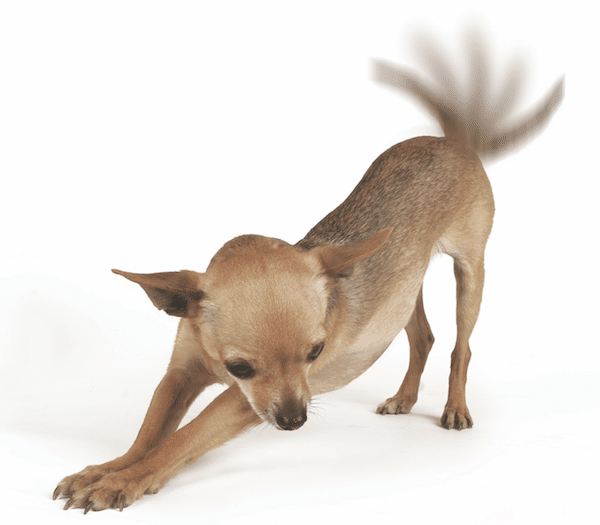 tail