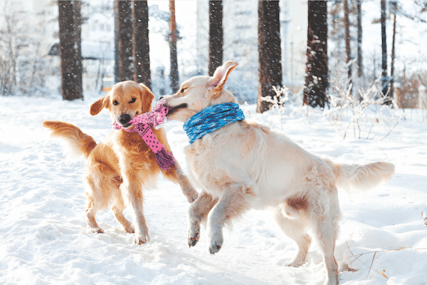 Two dogs playing by Shutterstock.