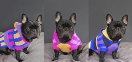 alpaca wool dog sweaters