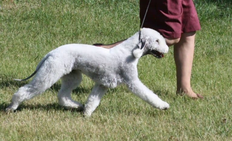 bedlington terrier photos