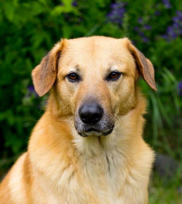 Chinook courtesy Kathleen Riley Photography