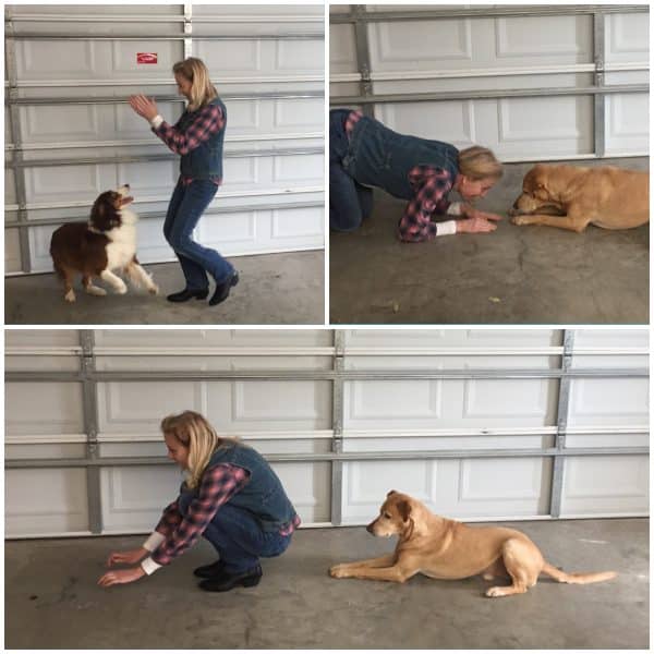 Boot Scooting toward musical freestyle with dogs. (Photo courtesy Lynn Hayner)