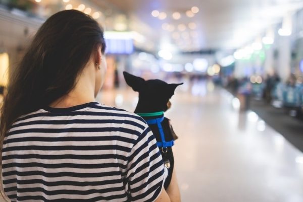 Dog in the airport hall near luggage suitcase baggage