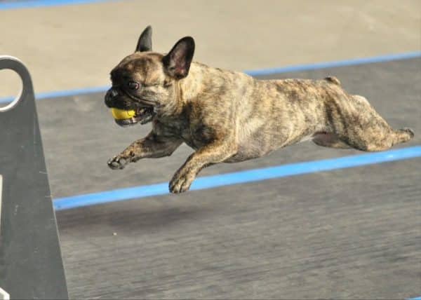 This French Bulldog is having fun with Flyball. (Photo courtesy Sarah Stoodley/Alise Baer Photography)