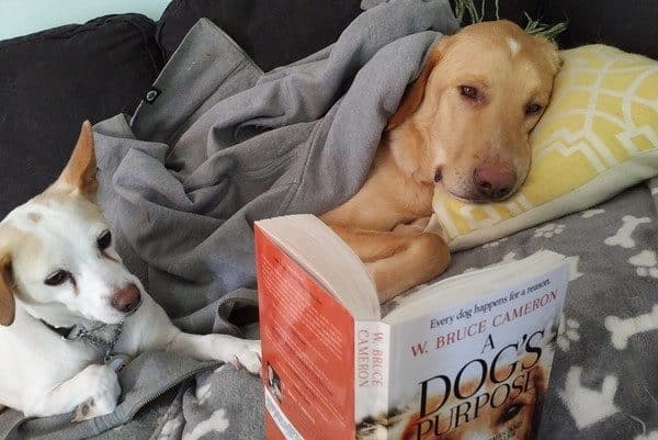 Image result for dog with a book