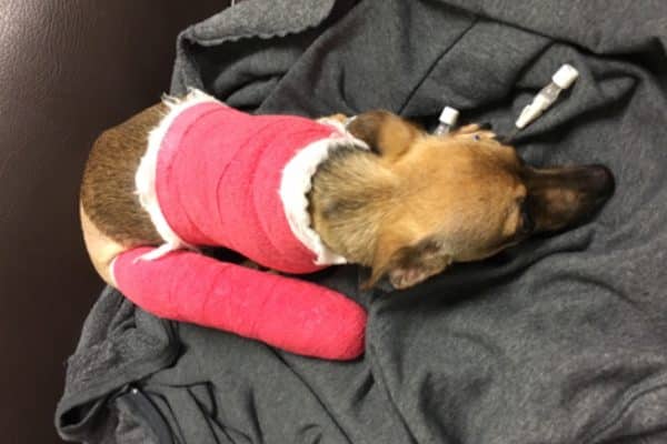 Kiki after her first surgery. (Photo courtesy Brittani Lowe)