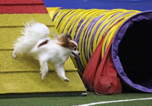 Papillon runs an agility course. (Photo courtesy Laura Simonelli/<a href="http://www.mnicolefischer.com/">M Nicole Fischer photography</a>)