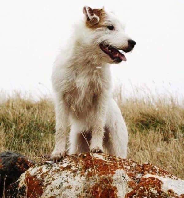Parson Russell Terrier, courtesy Amanda Labadie