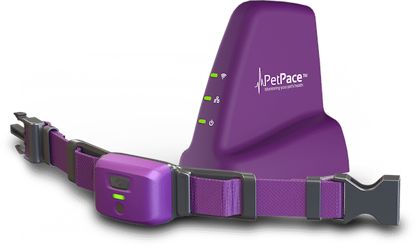 PetPace-Vet-LP-collar-only