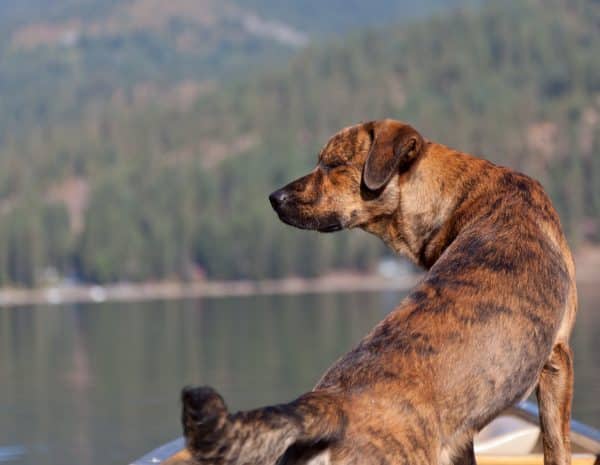 Plott Hound courtesy Shutterstock