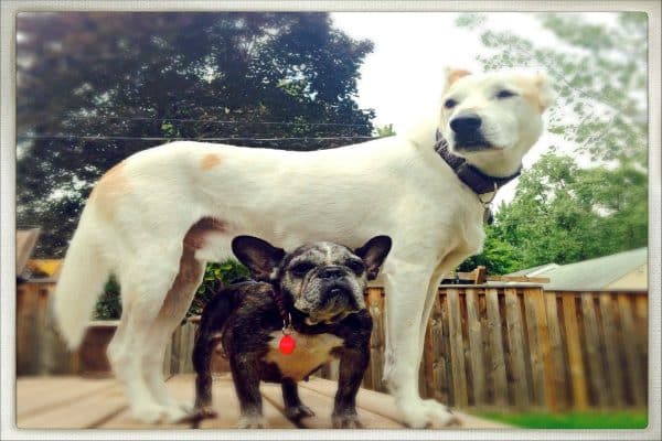 This photo was snapped not long after Sister's adoption. Simon seemed to sense she was still a bit fragile and in need of protection. (Photo by Gina Easley, Courtesy Sister The Frenchie)