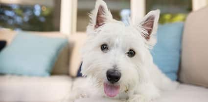 west highland terrier dogs 101