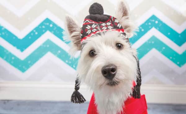 West Highland Terrier by Holly Hildreth.