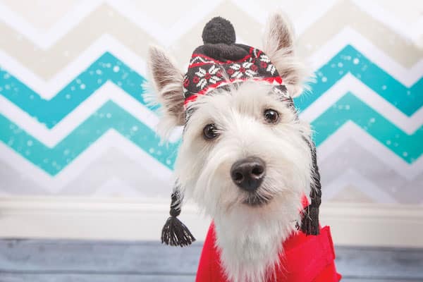 west highland terrier dogs 101