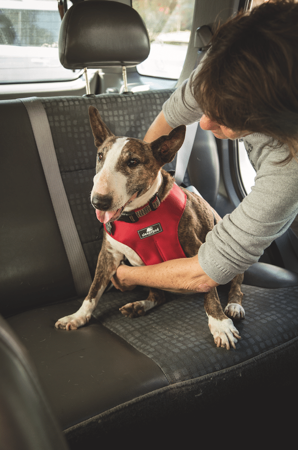 Just like a child, properly restrain your dog in the backseat with a crash test-approved car safety harness. (Photo by Gina Cioli/Lumina Media)