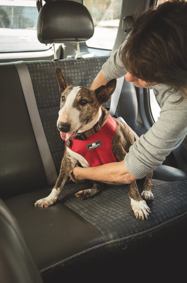 Just like a child, properly restrain your dog in the backseat with a crash test-approved car safety harness.