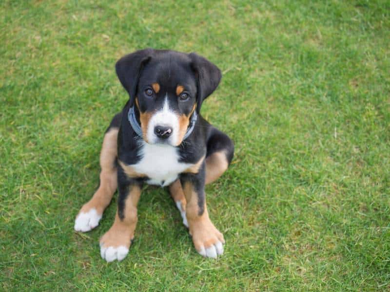 close up greater swiss mountain dog puppy